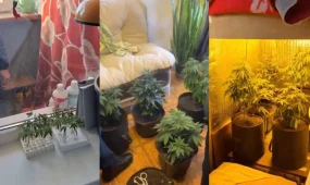 Житель Актюбинской области задержан за выращивание марихуаны в квартире (ВИДЕО)