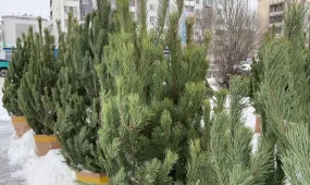 Қызылжарда шыршалар заңсыз сатылған