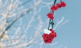 Зима будет суровой: прогноз погоды на 18 декабря 2025 в Астане, Алматы и Шымкенте