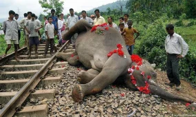 В Индии поезд столкнулся со стадом слонов: семь животных погибли