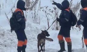 Алматы тауларында құтқарушылар жас қыздың мәйітін тапты