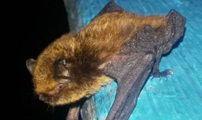 ШҚО-да Қызыл кітапқа енген сирек жарқанат көзге түсті