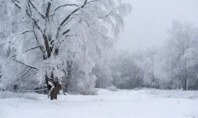 Зима с метелью и туманом: прогноз погоды на 24 декабря 2025 года