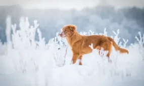 Сильные морозы придут в Казахстан к концу недели