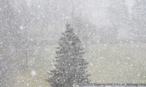 В Астане метель, в Алматы и Шымкенте туман