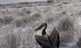 Замерзающего пеликана нашли в костанайских степях