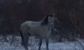 Похищение на миллион: костанайские полицейские раскрыли кражу жеребца