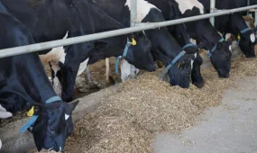 Казахстан будет продавать мясо и молоко в Японию и ОАЭ, а мёд – в Катар и Великобританию