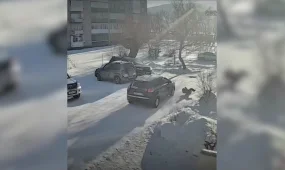 Водитель сбил ребенка в Риддере и скрылся: полиция нашла подозреваемого