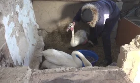 Пару лебедей, которых спасли в Баянауле хотят передать в Карагандинский зоопарк