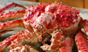 Великобритания запретит варить лобстеров и крабов в кипятке