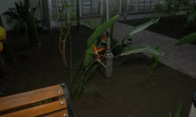 "Райская птица" среди зимней стужи: в ботаническом саду Темиртау распустился королевский цветок