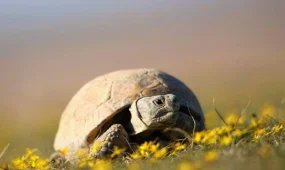 В Казахстане до 2040 года запрещено использование среднеазиатской черепахи