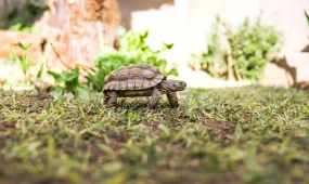 Қазақстанда ортаазиялық тасбақаларды пайдалануға 2040 жылға дейін тыйым салынды