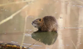 В Швейцарии запустили горячую линию для жалоб на бобров