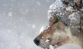 Астана мёрзнет, Алматы дождит, Шымкент туманит — прогноз погоды на сегодня, 26 декабря