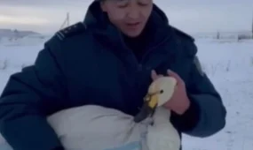 Полицейские и житель Айыртау спасли раненого лебедя в ВКО (ВИДЕО)