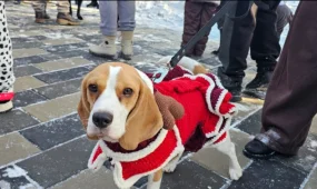 «PET DOG НОВЫЙ ГОД»: ВКО отметил Новый год в компании собак