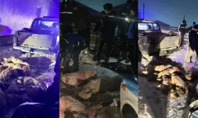 Маңғыстау облысында заңсыз киік тасымалдаған күдікті ұсталды