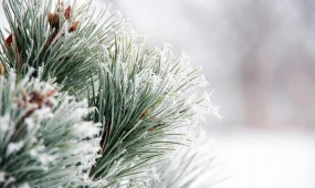 Погода 30 декабря 2025 года: снег и дождь в Астане, теплее в Алматы и Шымкенте