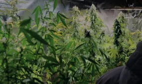 Запрещенные растения в бане выращивал житель Алматинской области