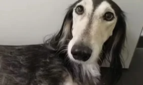 Испуганная петардой собака пробежала без остановки 12 километров