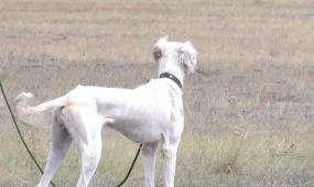 Павлодарда тазы иттердің жарысы өтті