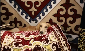 Қазақ тазылары Хельсинкидегі WDS 2025 Дүниежүзілік иттер көрмесінде ресми түрде алғаш рет әлемге таныстырылды