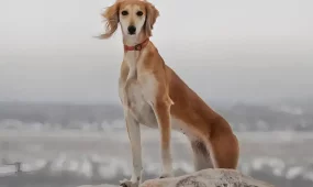 Президент Қазақстан кинологтар одағын қазақ тазысының халықаралық деңгейдегі жетістігімен құттықтады