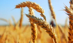 Биыл елімізде 11,6 млн тонна астық жиналды