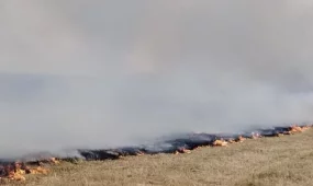 Горит более 1000 гектаров заповедника «Алаколь»