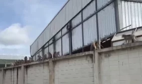 Обезьяны сбежали из питомника и атаковали полицейский участок в Таиланде