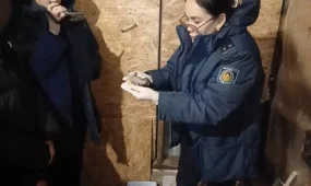 Ақмола облысының тұрғынынан 280 түйіншек мефедрон тәркіленді