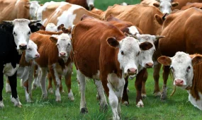 Асыл тұқымды мал сатып алуға 6%-бен несие берілуі мүмкін