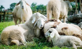 Супермаркет в Германии временно закрылся из-за визита 50 овец