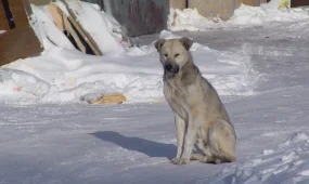 Бродячие собаки держат в страхе жителей Косшы