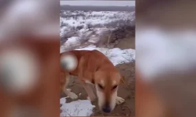 Мужчина и его собака месяц искали друг друга в степях области Жетiсу