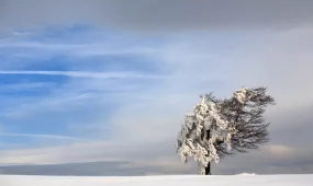 МЧС предупреждает о сильном ветре
