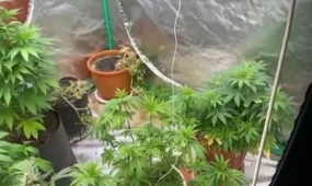 Әкесінің пәтеріне қарасора өсірген