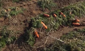 Запрет на экспорт казахстанской моркови может подорвать сельское хозяйство страны - депутат