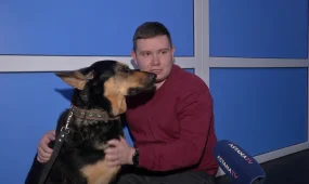 Собаке заменили тазобедренный сустав: впервые в Казахстане ветеринары провели уникальную операцию животному