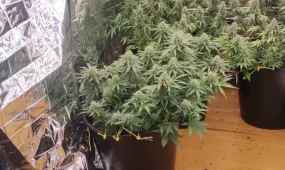 Фитолабораторию с коноплёй обнаружили у жителя Костанайской области