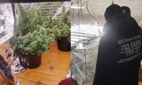 Қостанай облысында қарасора өсіру фактісі анықталды