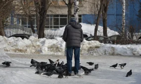 "Көшедегі құстарды, қаңғыбас ит пен мысықты тамақтандырғандар айыппұл төлейді" - фейк