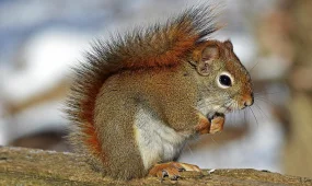 Штраф за кормление белок в парке: МВД разъяснило норму