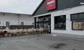 Стадо овец заблудилось и ворвалось в супермаркет в Германии