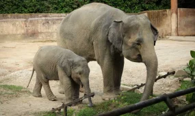 Слоны будут обогревать автомобильный тоннель в Штутгарте