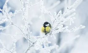 В Астане снег, в Шымкенте и Алматы гололёд: погода в понедельник, 19 января