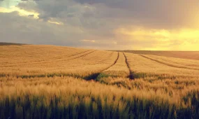 Часть земель лесного фонда в Акмолинской области будет передана для нужд обороны