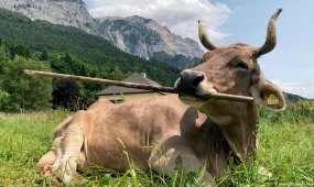 Австрийские ученые зафиксировали уникальный случай: корова научилась пользоваться палкой